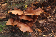 Psilocybe yungensis
