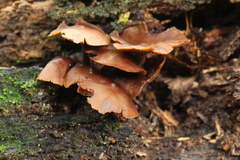 Psilocybe yungensis