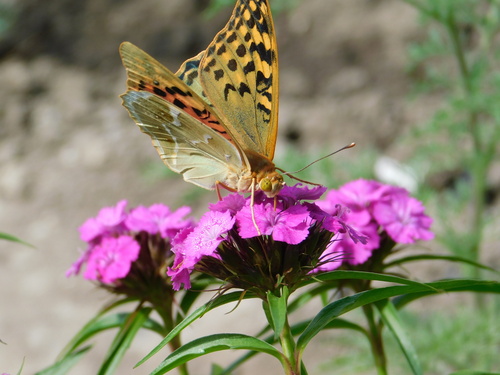 Cardinal Butterfly