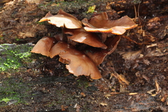 Psilocybe yungensis