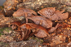 Psilocybe yungensis