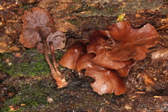 Psilocybe yungensis