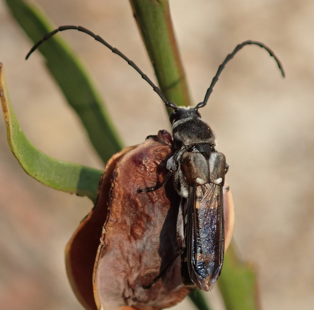 Hesthesis cingulata