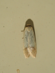 Tachystola stenoptera
