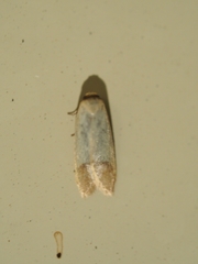 Tachystola stenoptera