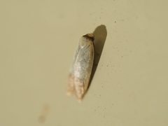 Tachystola stenoptera