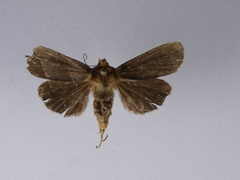 Bityla defigurata