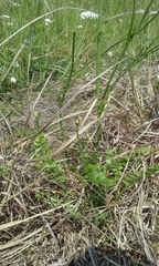 Oenanthe pimpinelloides