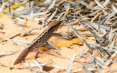 Desert Wood Gecko photo 2