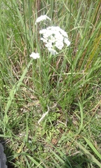 Oenanthe pimpinelloides