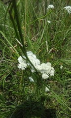 Oenanthe pimpinelloides