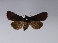 Austramathes purpurea