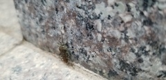 Urochela luteovaria