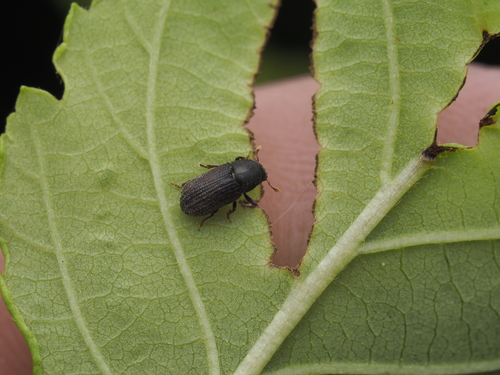 native elm bark beetle