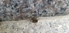 Urochela luteovaria