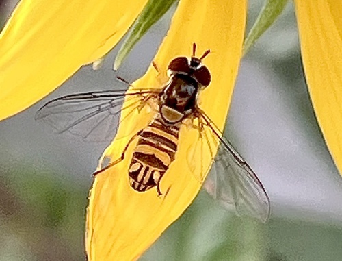 Unknown species found near Indiana State University, Terre Haute, IN, US