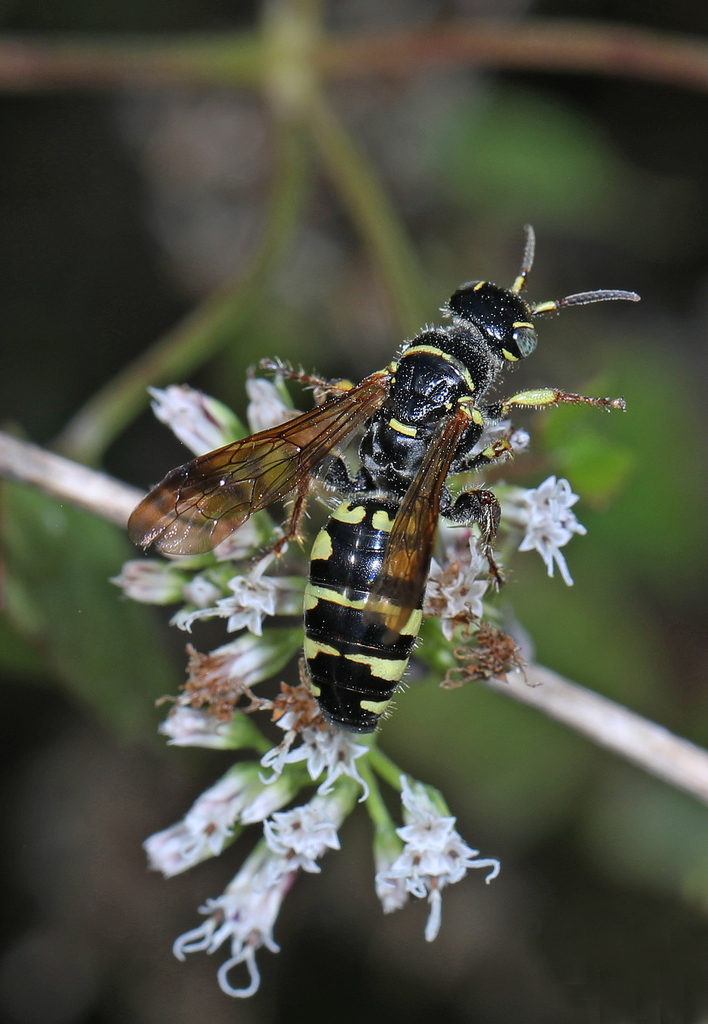Myzinum carolinianum