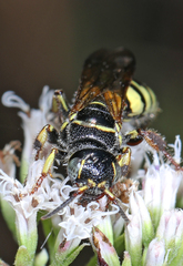 Myzinum carolinianum