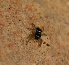Heliophanus