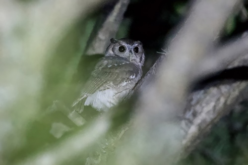Balsas Screech Owl (Megascops seductus)