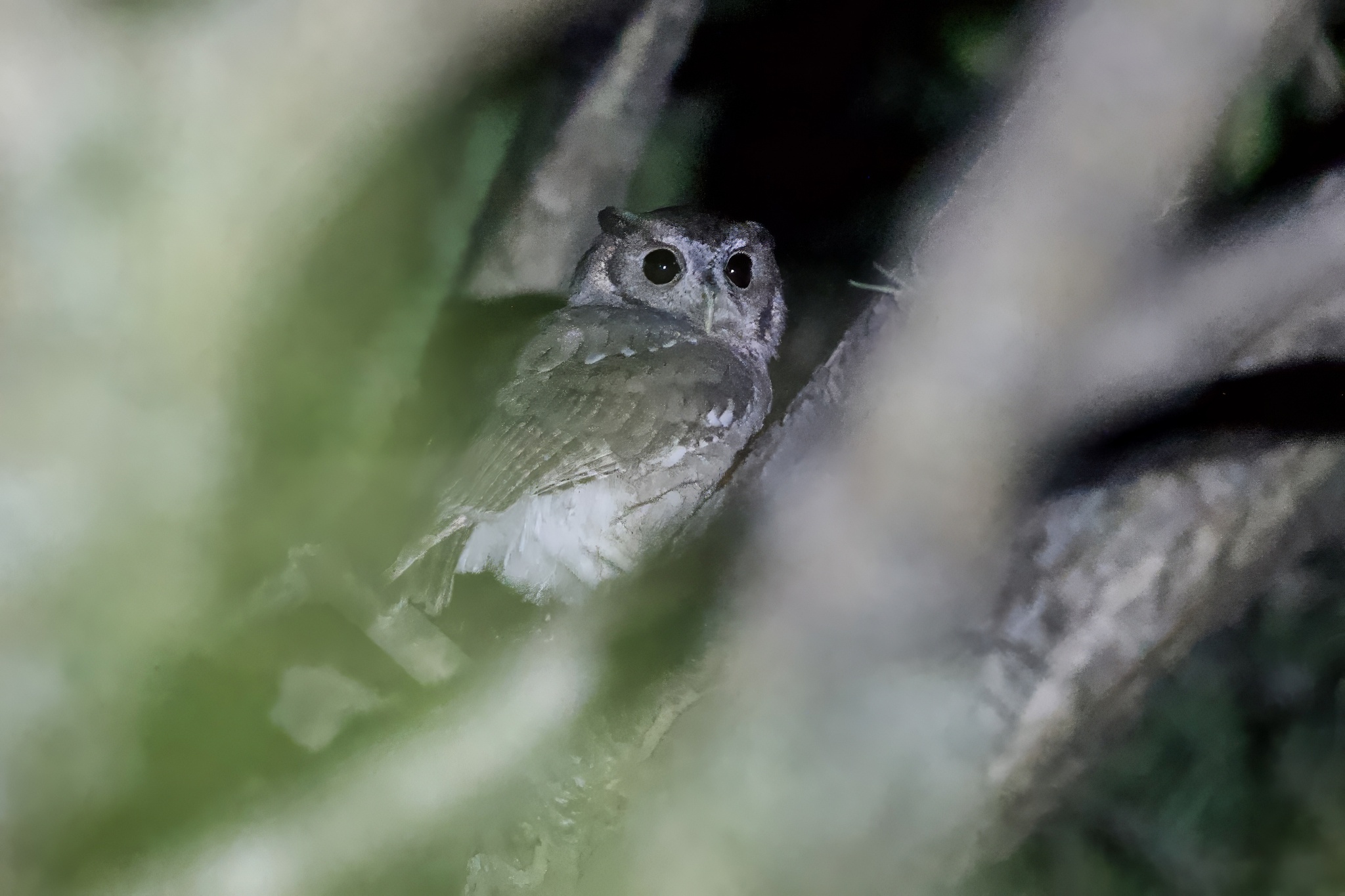 Balsas Screech Owl (Megascops seductus), photo 1