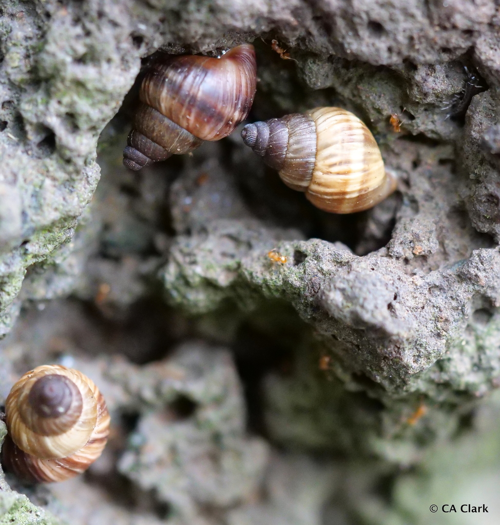 Naesiotus ustulatus
