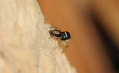 Heliophanus