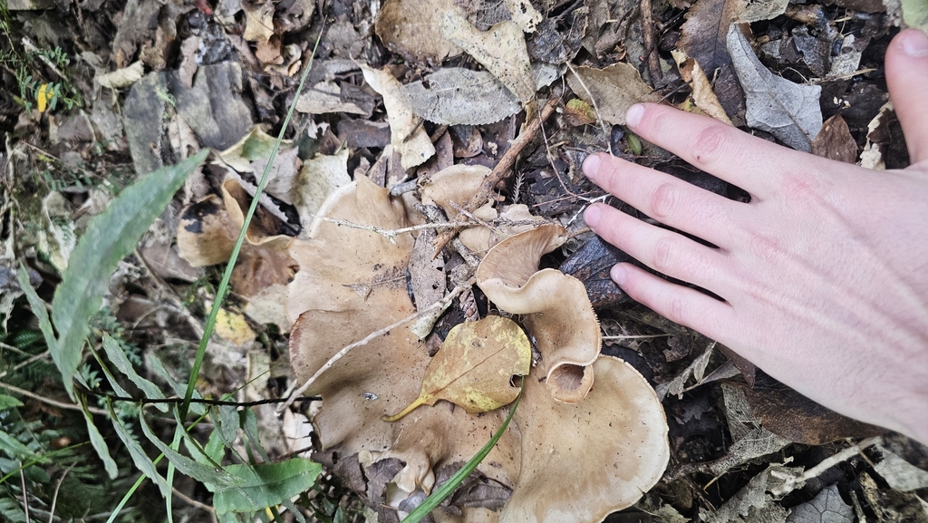 Lepista luscina · October 2025 · photo: © henryahh (iNaturalist, cc0)
