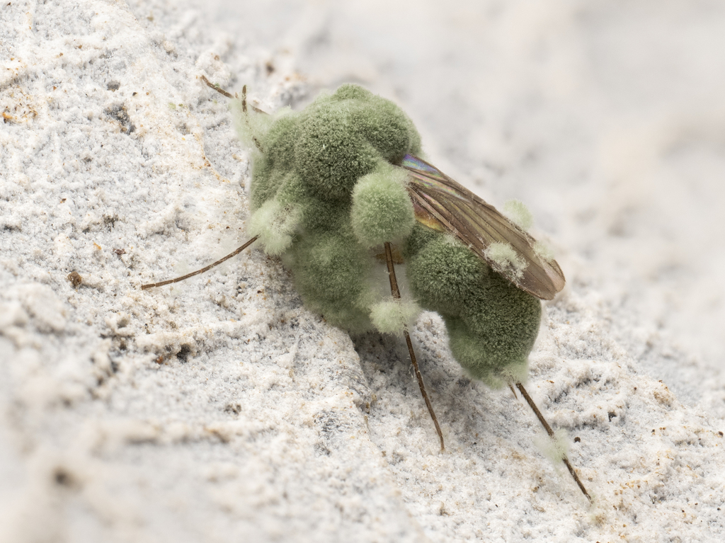 Metarhizium sp. 'BC01'