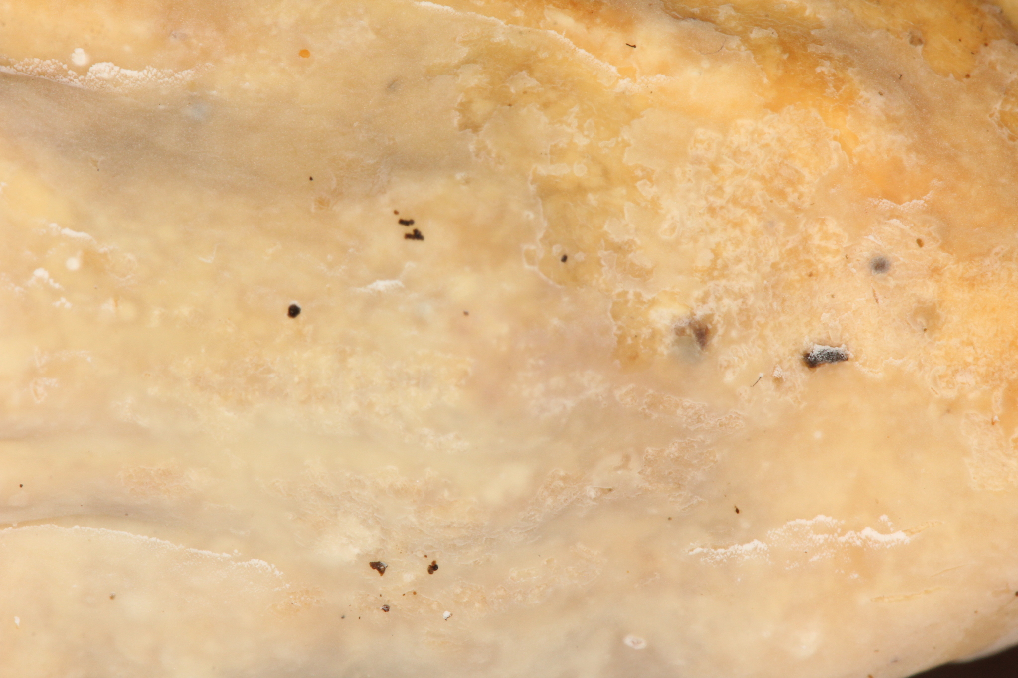 Cymatoderma image