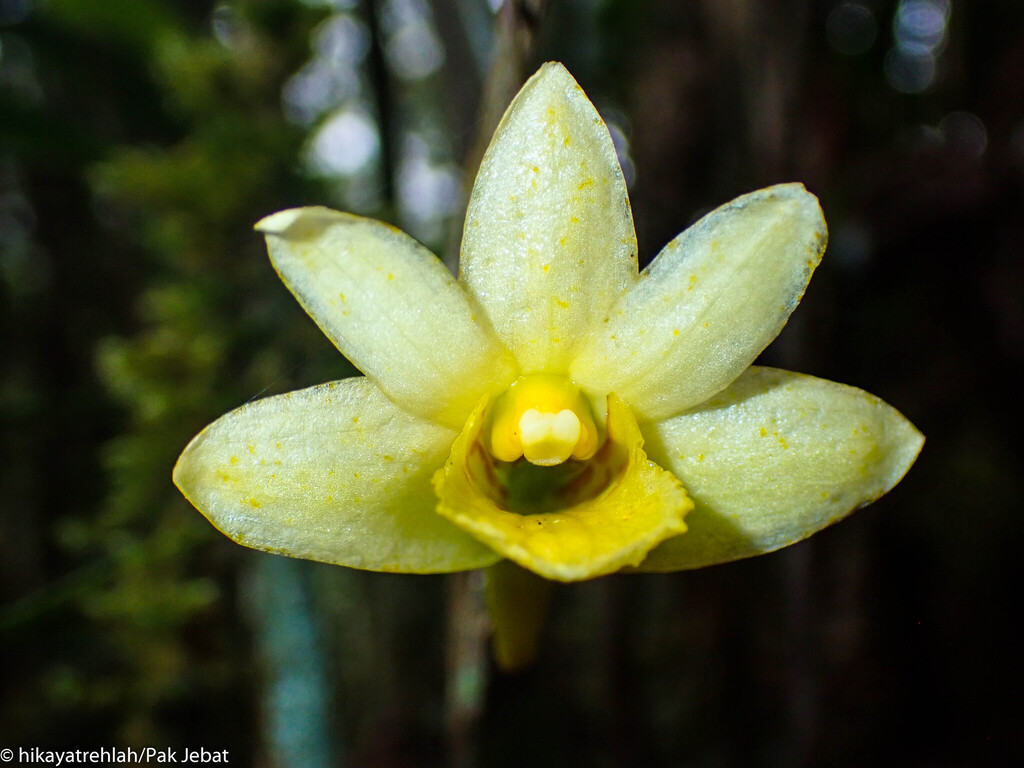 Dendrobium mizanii Rusea & Besi 2