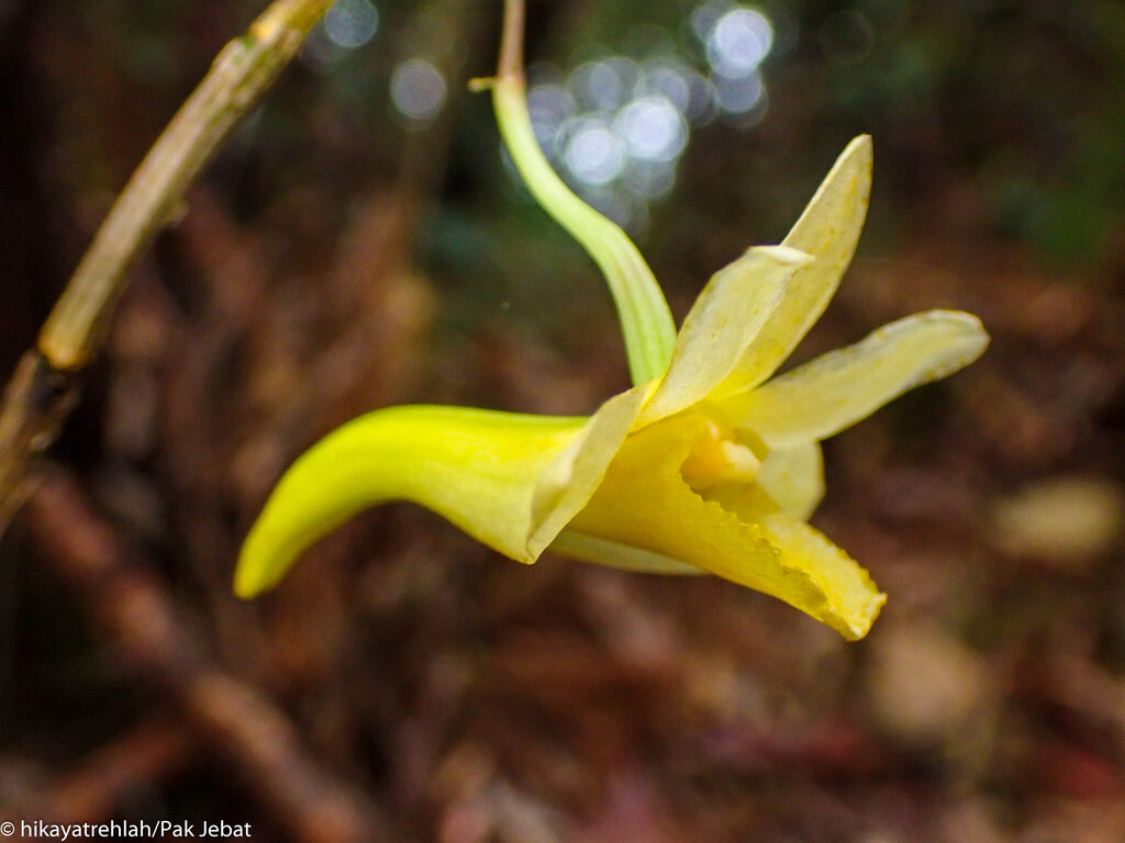 Dendrobium mizanii Rusea & Besi
