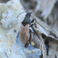 Oxycarenus hyalinipennis