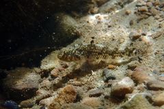 Redigobius bikolanus