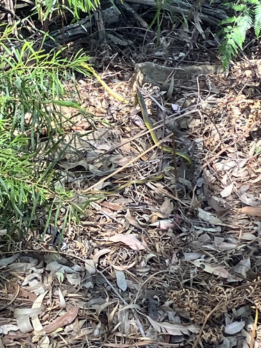 Common Tree Snake sighting