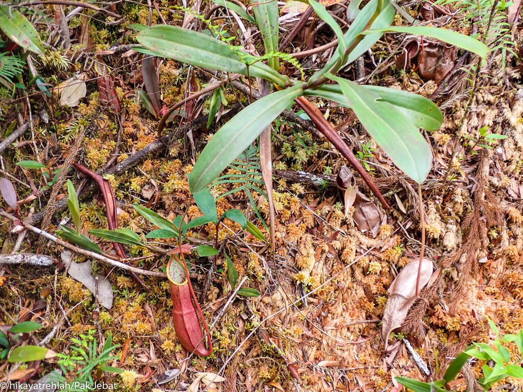 Nepenthes benstonei C.Clarke