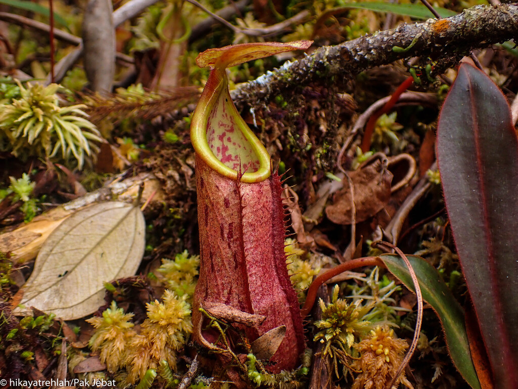 Nepenthes benstonei C.Clarke 2