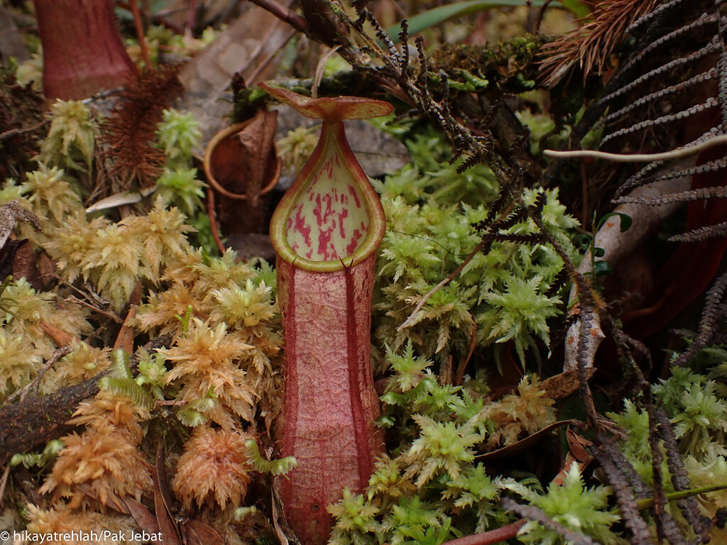 Nepenthes benstonei C.Clarke 3