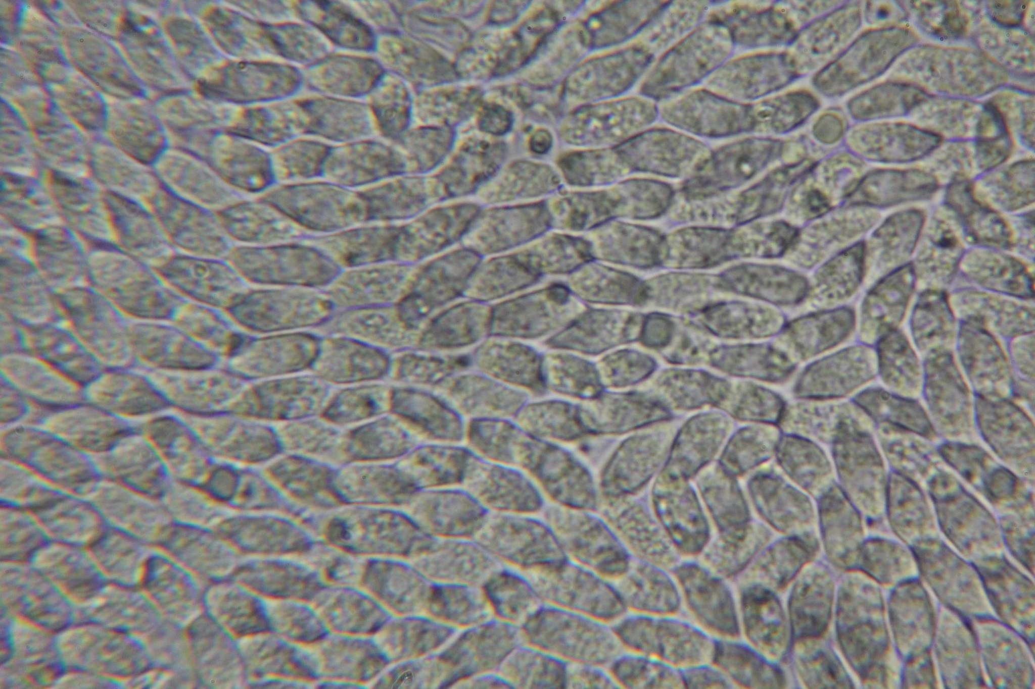 Cymatoderma caperatum image