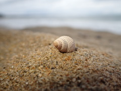 Nassarius perpinguis