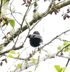 Cacicus chrysonotus