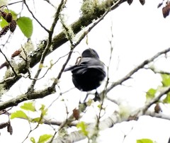 Cacicus chrysonotus