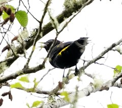 Cacicus chrysonotus