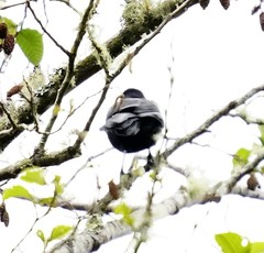 Cacicus chrysonotus
