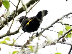 Cacicus chrysonotus