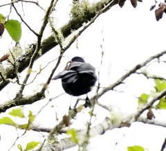 Cacicus chrysonotus