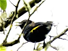 Cacicus chrysonotus