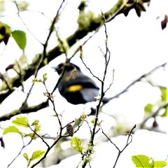 Cacicus chrysonotus