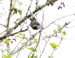 Cacicus chrysonotus