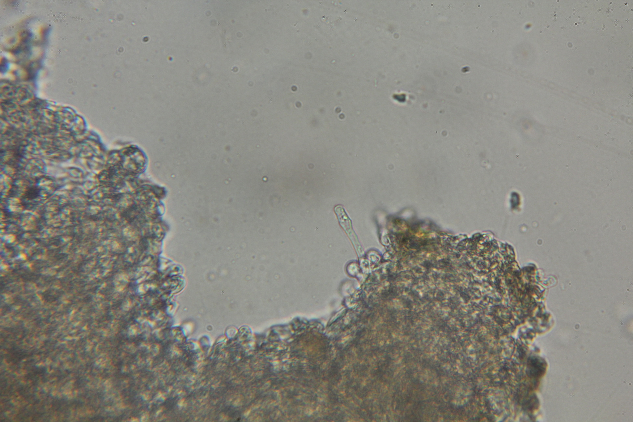 Cymatoderma caperatum image